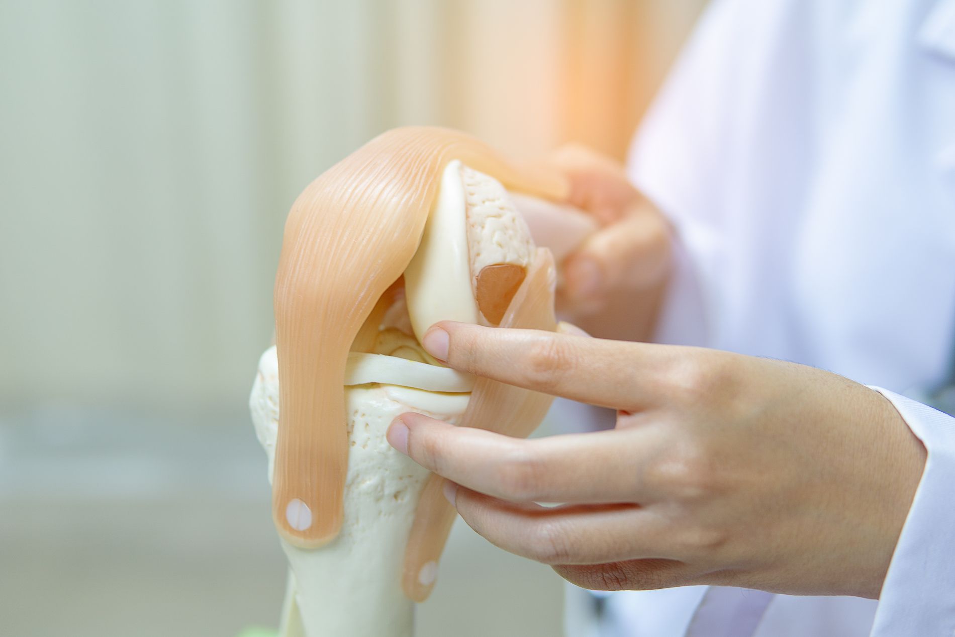 Ein Arzt zeigt ein Knie-Modell