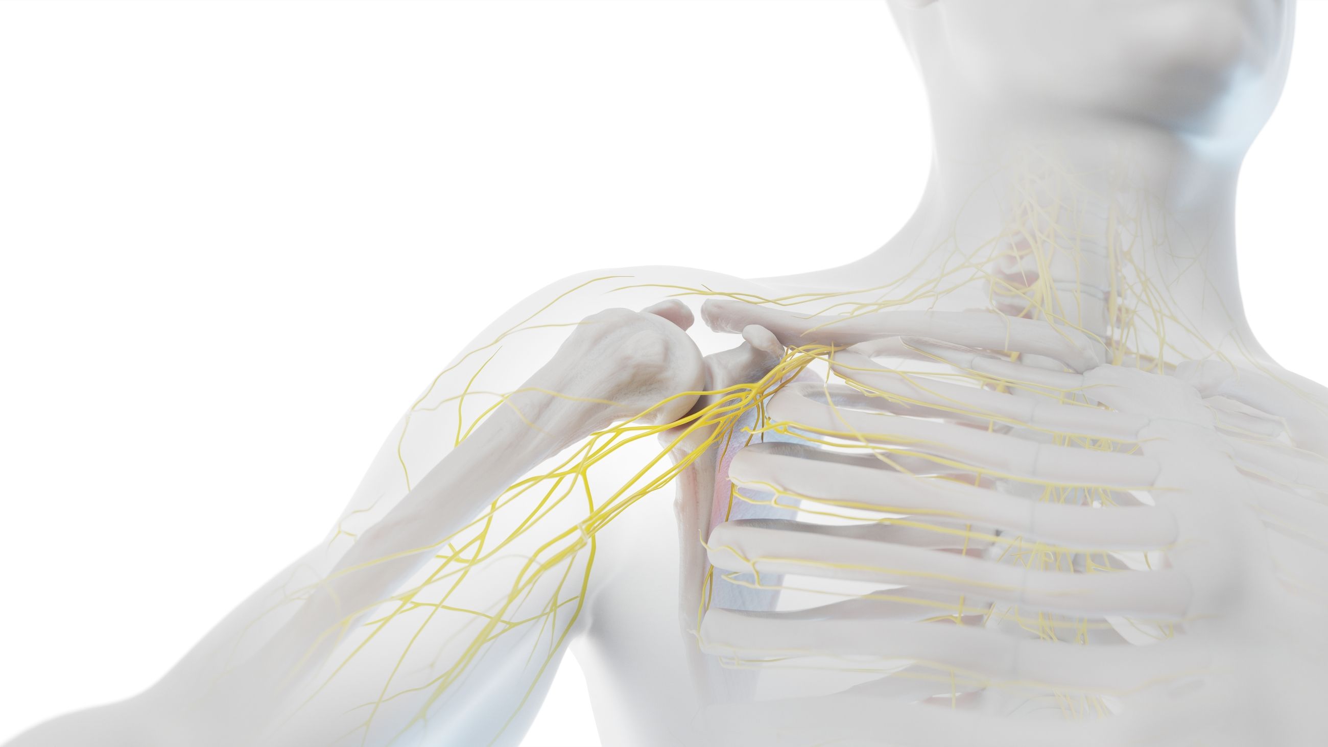 Digitale Verbildlichung einer Schulter